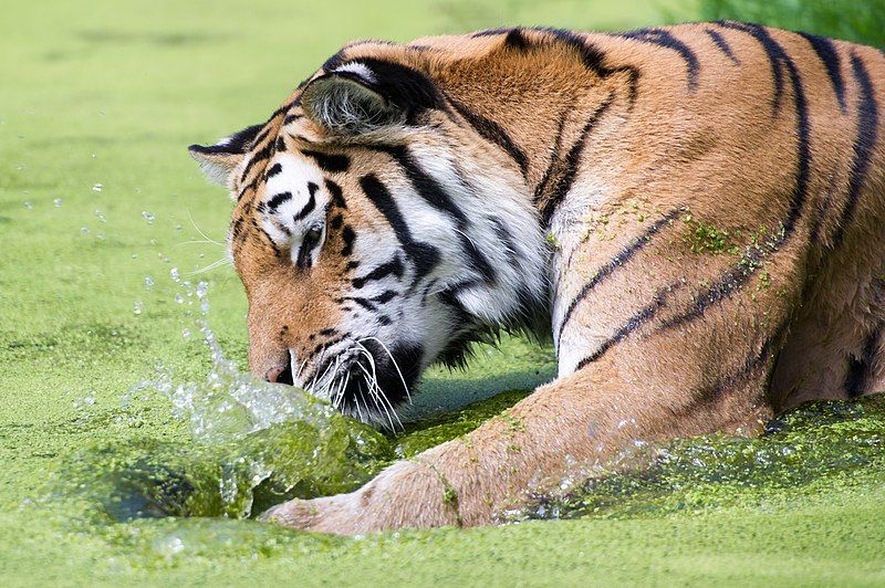 File:Tiger Zoo Vienna.jpg