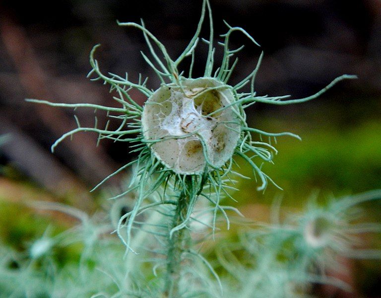 File:Usnea intermedia 301181.jpg