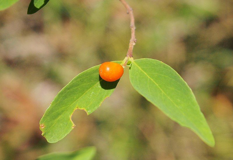 File:Wikstroemia indica fruit.jpg