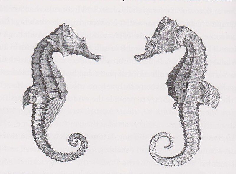 File:Yarrell hippocampus.jpg