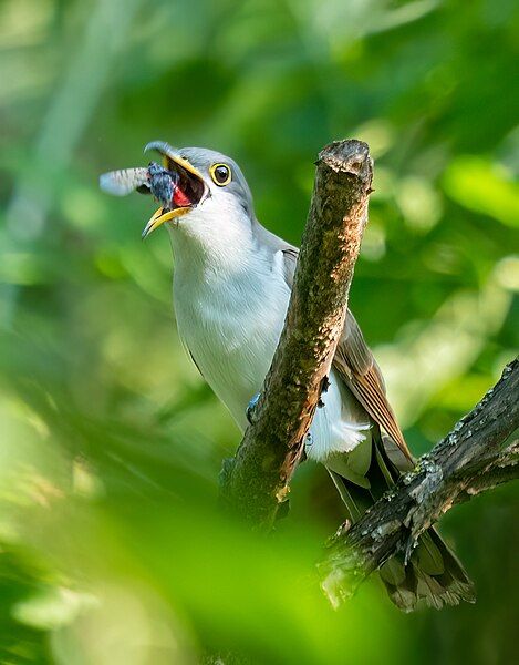 File:Yellow-billed cuckoo (42673).jpg