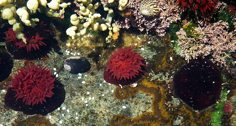 File:Actinia tenebrosa.jpg