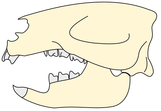 File:Adalatherium skull.svg