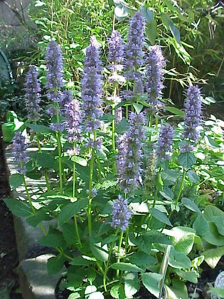 File:Agastache anisata3.jpg