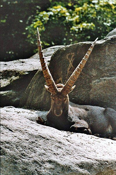 File:Alpine ibex.jpg