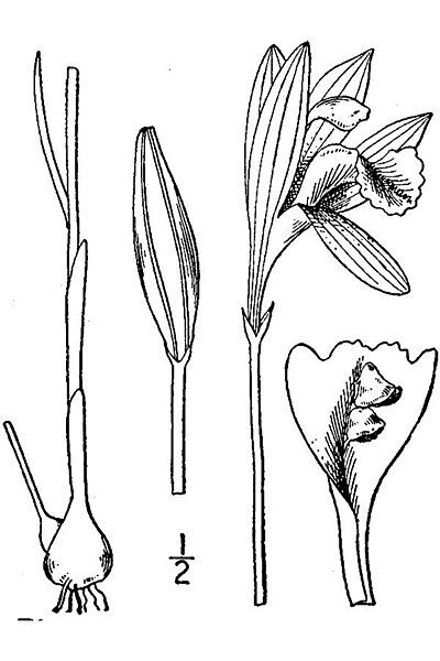 File:Arethusa bulbosa BB-1913.jpg