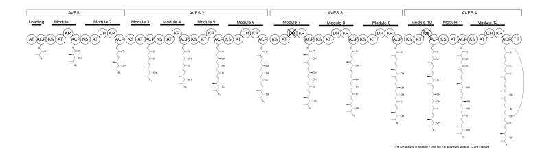 File:Avermectin PKS.png