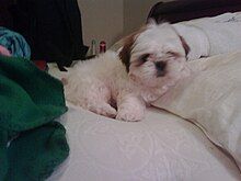 This is a shih-tzu puppy on a bed