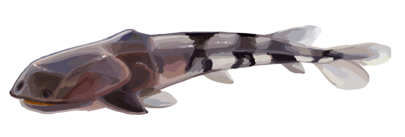 File:Bianchengichthys.png