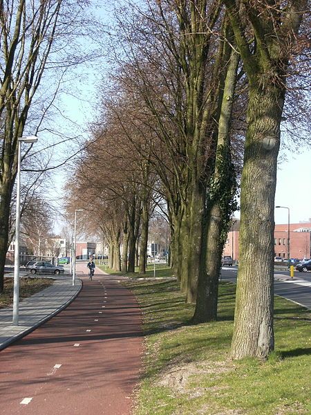 File:Bicycle lane Dronten.JPG