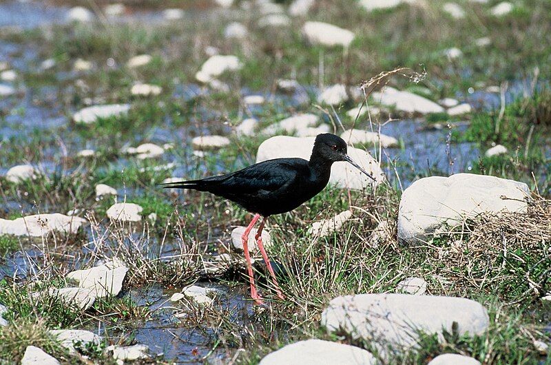 File:Black Stilt DOC.jpg