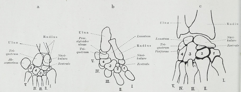 File:Braus 1921 157.png