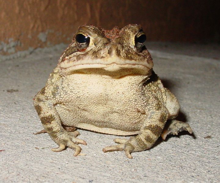 File:Bufo terrestris sarasota.jpg