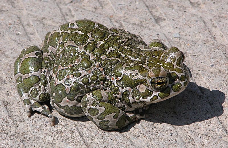 File:Bufo viridis.jpg