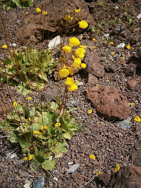 File:Calceolaria filicaulis 01.JPG