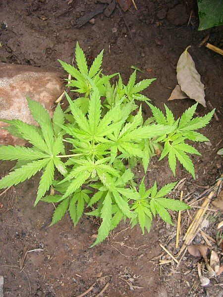 File:Cannabis sativa plant.jpg