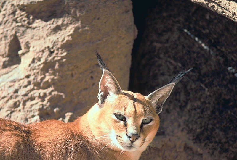 File:Caracal large.jpg