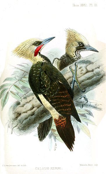 File:CeleusKerriKeulemans.jpg