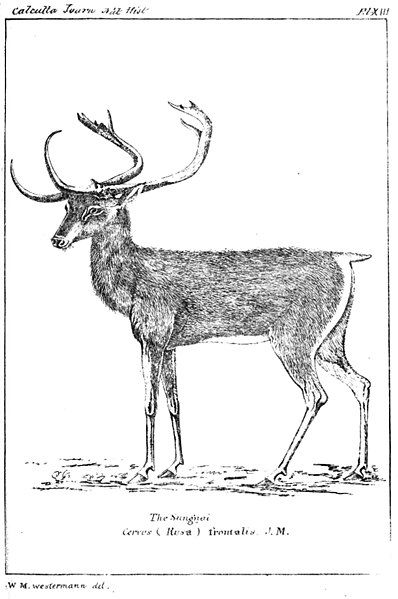 File:Cervus frontalis.jpg