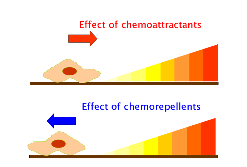 File:Chtx-AttrRep-en.png