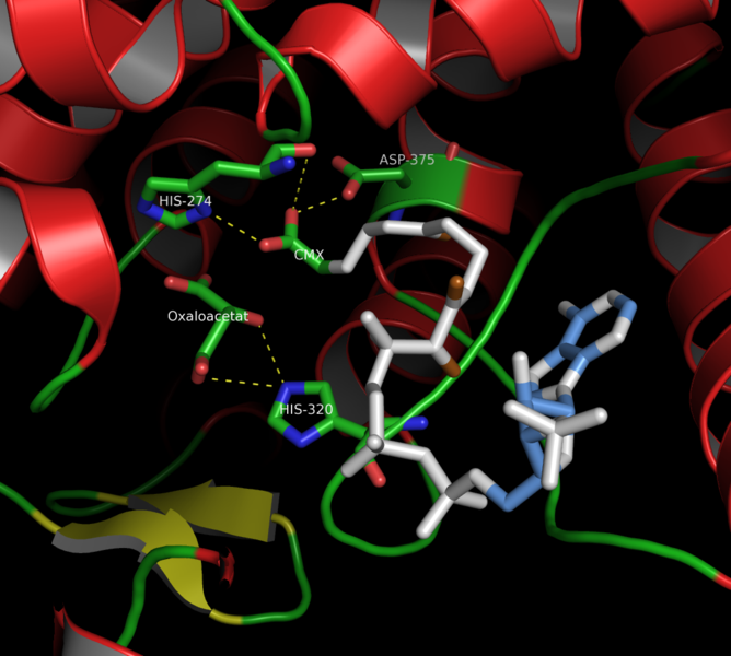 File:Citrate synthase2.png