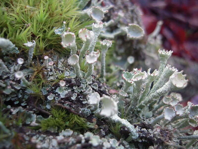 File:Cladonia digitata1.jpg