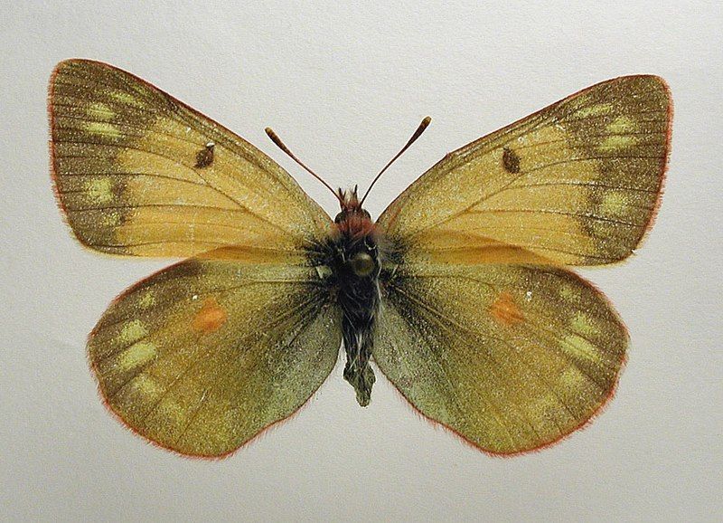 File:Colias hecla f.jpg