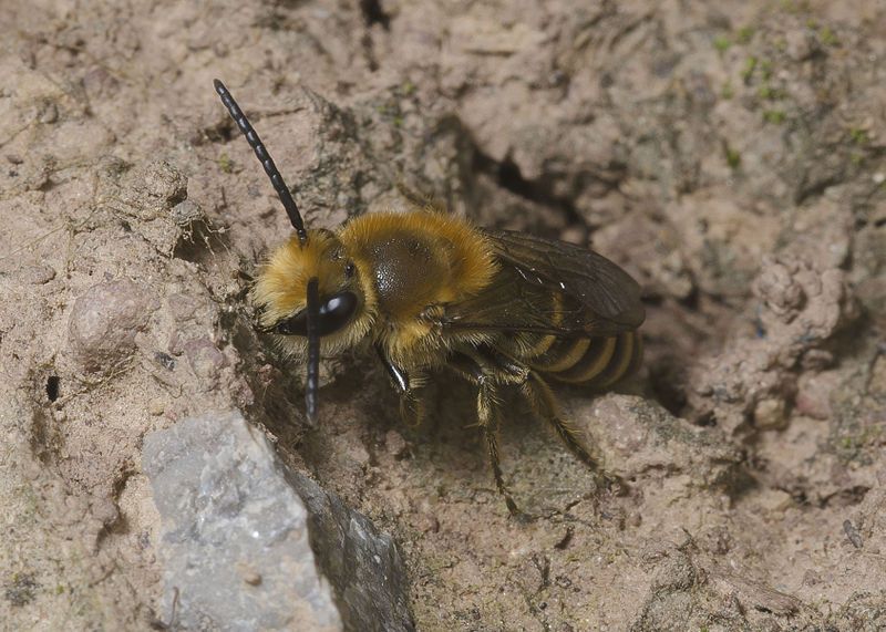 File:Colletes hederae-pjt.jpg