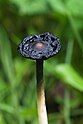 20 - In Austins Ferry, Not Wielangta - Coprinus comatus