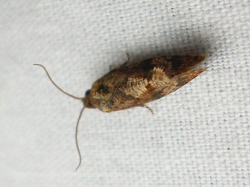 File:Cryptophlebia illepida.jpg