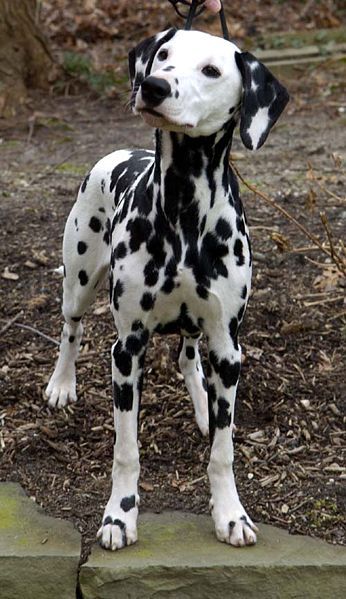 File:Dalmatian black front.jpg