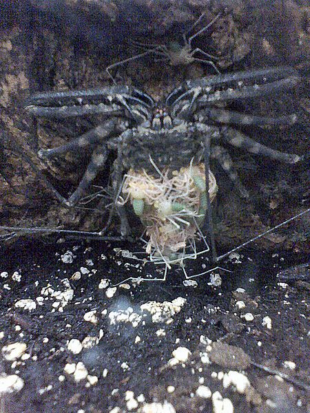 File:Damon diadema female.jpg