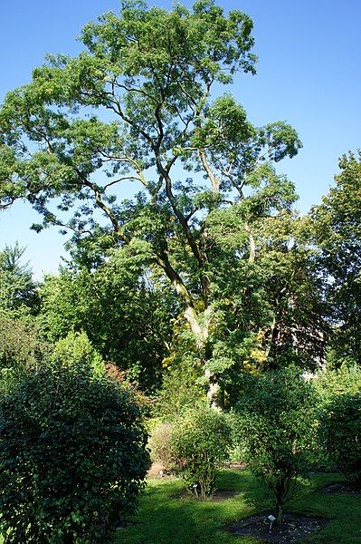 File:Duisburg-Duissern-Botanischer Garten-001.JPG