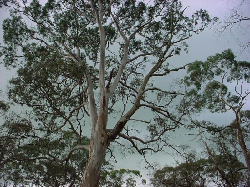 File:Eucalypt.jpg