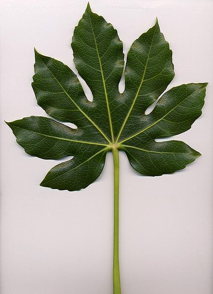 File:Fatsia japonica leaf.jpg