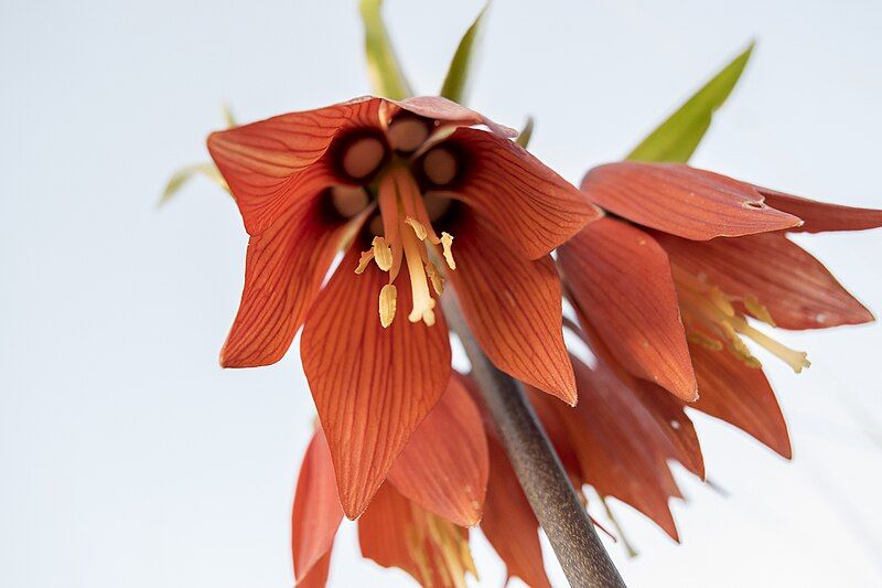 File:Fritillaria Imperialis Iran.jpg