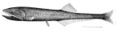 Image 34Many bristlemouth species, such as the "spark anglemouth" above, are also bathypelagic ambush predators that can swallow prey larger than themselves. They are among the most abundant of all vertebrate families. (from Pelagic fish)