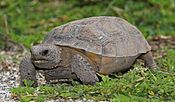 A gopher tortoise, the state reptile of Georgia