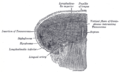 Coronal section of tongue, showing intrinsic muscles.