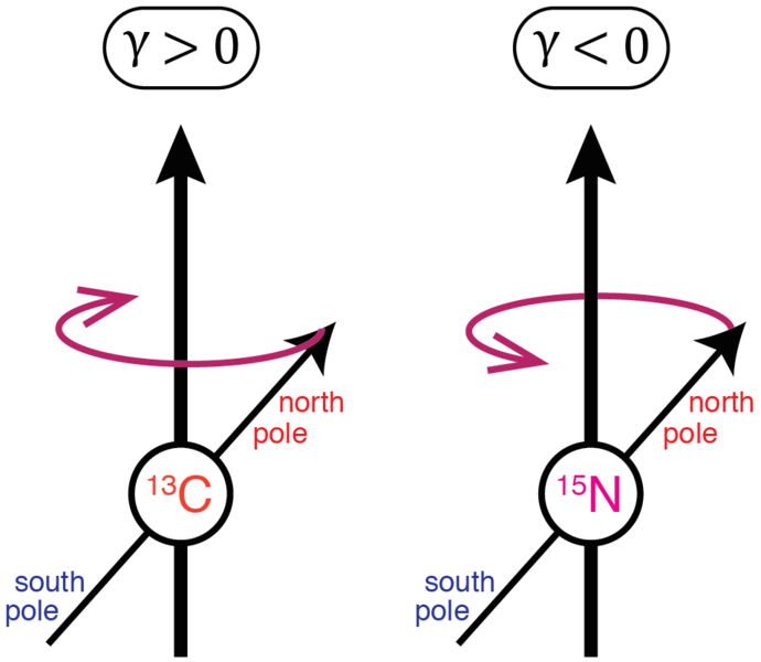 File:Gyromagnetic Nuclei Precession.png