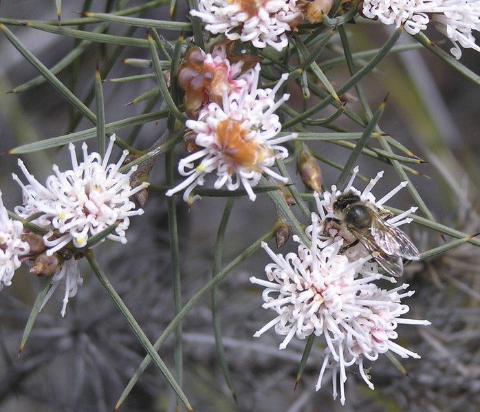 File:Hakea gilbertii.jpg