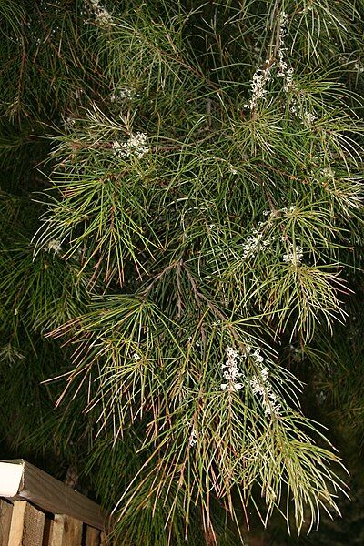 File:Hakea macraeana.jpg