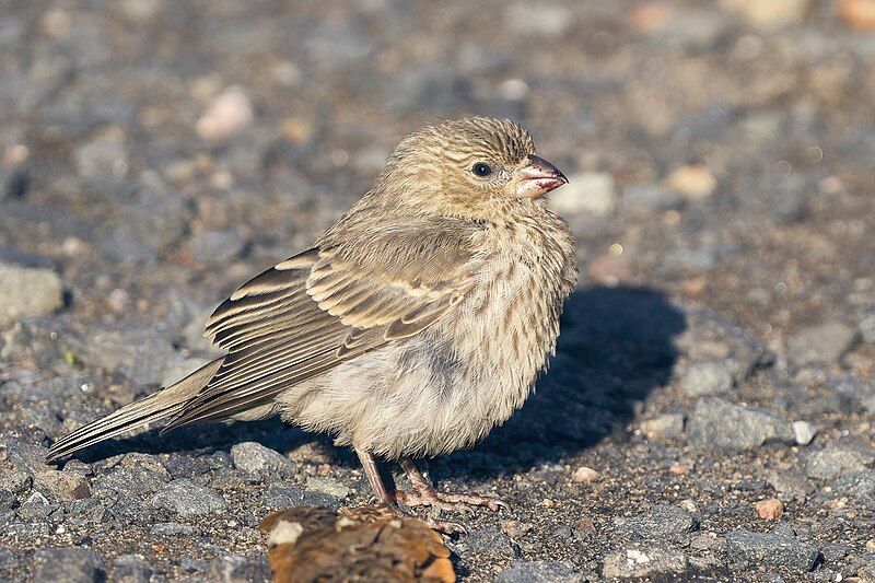 File:House finch female.jpg