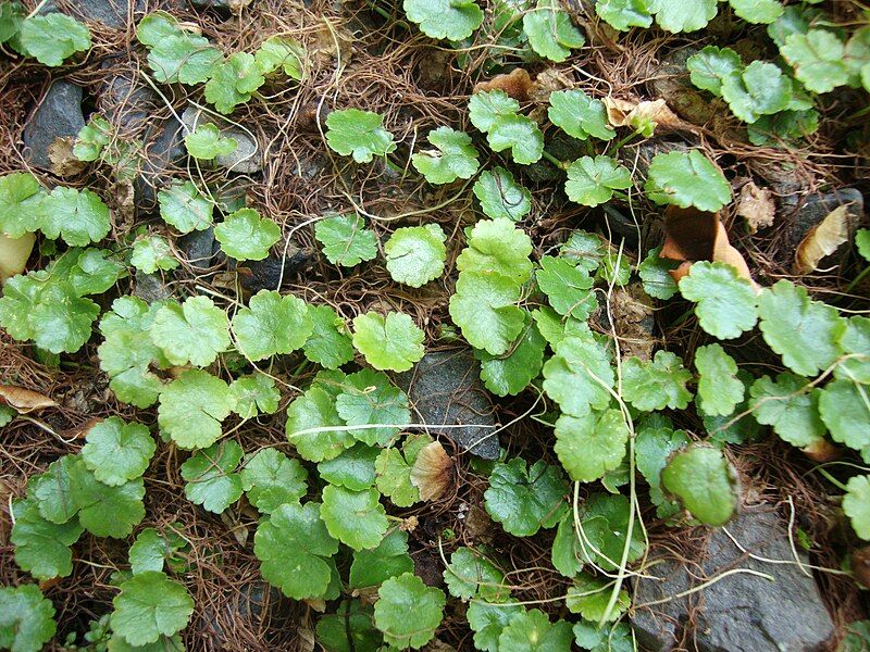 File:Hydrocotyle sibthorpioides.JPG