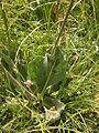 Hypochaeris maculata leaf