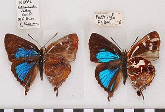 Museum specimen