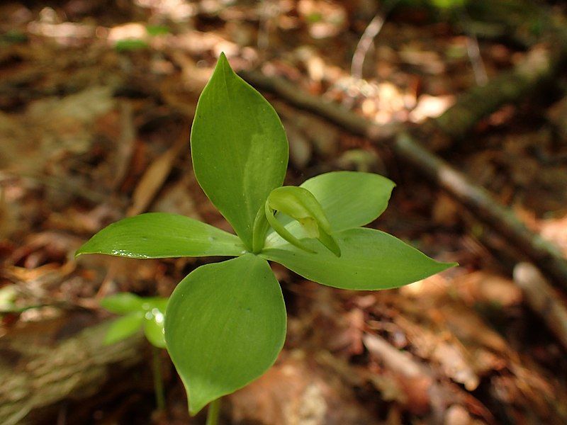 File:Isotria medeoloides 39329138.jpg