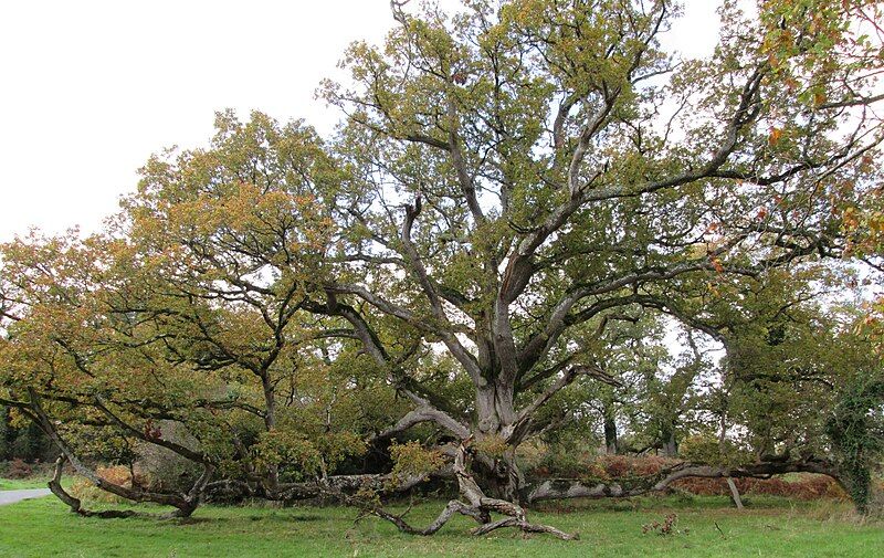 File:King oak.jpg