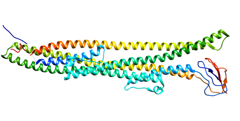 File:LIPC protein.png