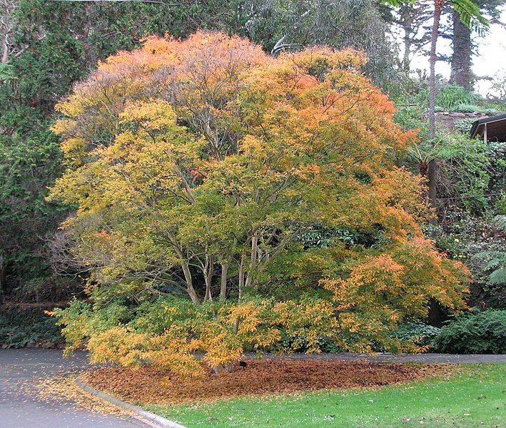 File:Lagerstroemia subcostata.jpg